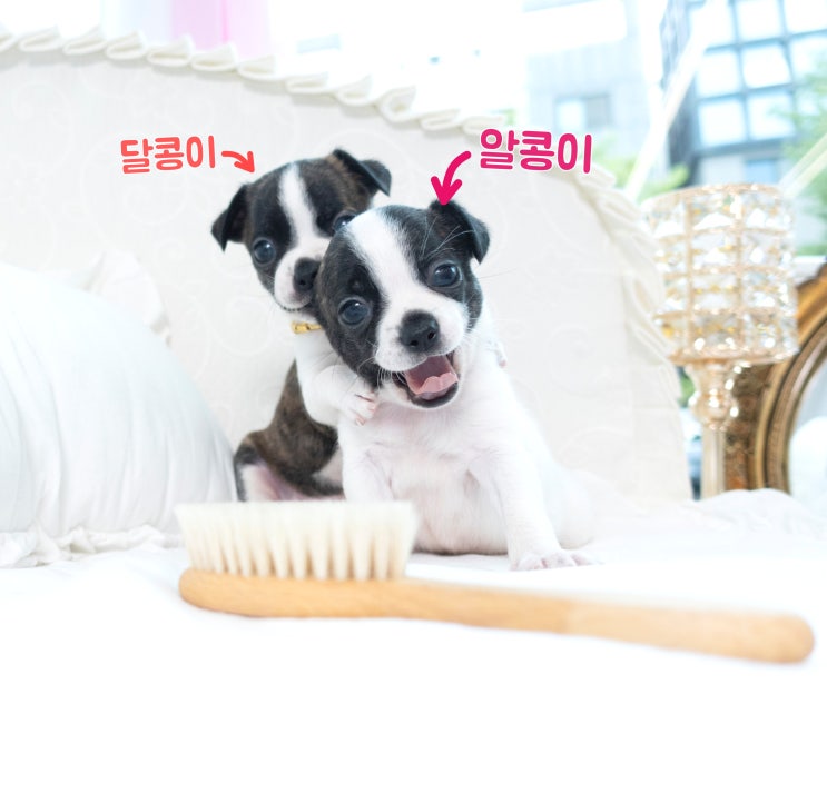  도봉구강아지분양 귀여운 보스턴테리어 형제~!!