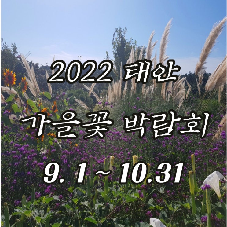  2022년 안면도 꽃구경 태안 코리아플라워파크 9월 가을여행 추천!