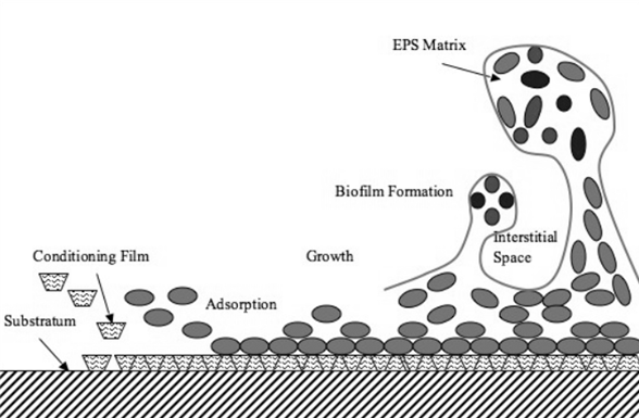 수질관리기술사 108회 1교시 기출문제 13. EPS(Extracellular Polymeric Substances)