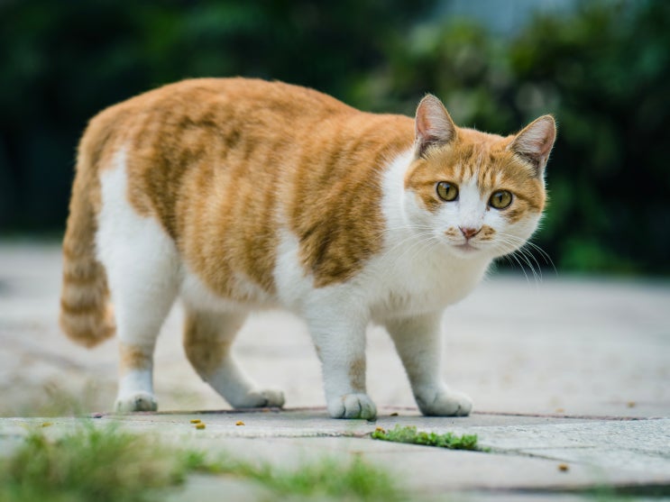  [고양이 키우기] 고양이 몸에 좋은 호박 / 고양이 간식
