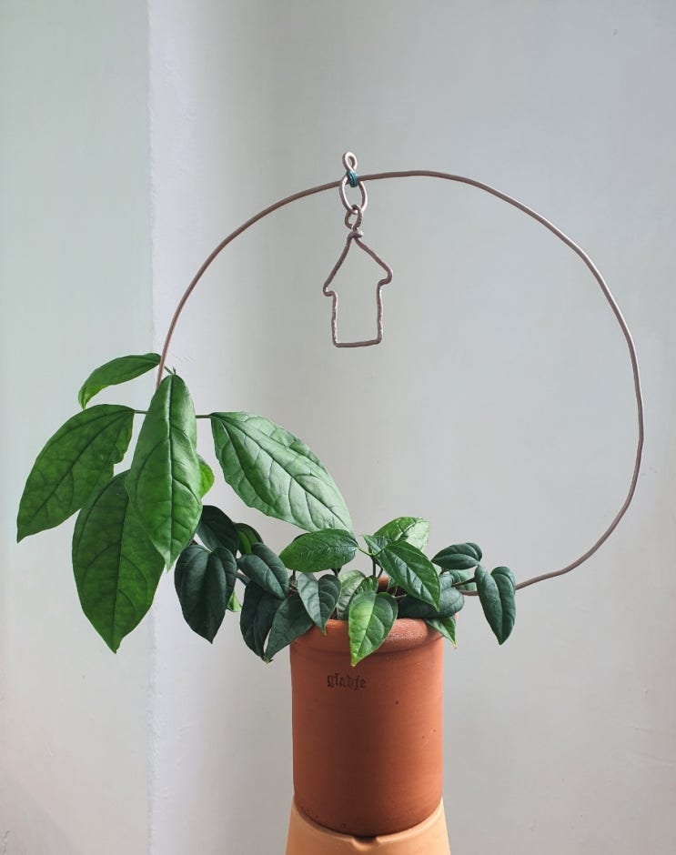  덴드롱 리스수형, Clerodendrun Thomsoniae 클레로덴드럼 톰소니에