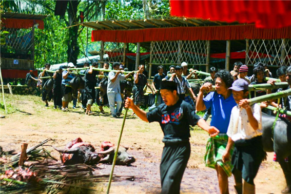 [세계장례문화] 인도네시아 타나 토라자 - 물소 타고 저세상 가는 장례 축제