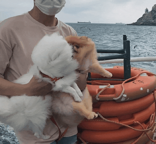  시원한 바닷바람과 절경, 부산 태종대유람선 애견동반 후기