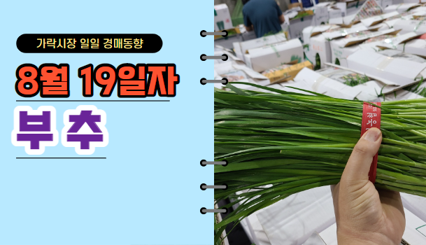  [경매사 일일보고] 8월19일자 가락시장 "부추"경매동향을 살펴보겠습니다!