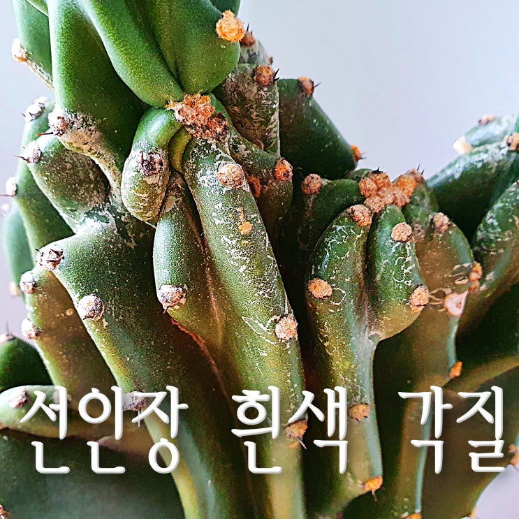  암석주 선인장 껍질이 벗겨지는 이유가 뭘까요? 5가지 추측들