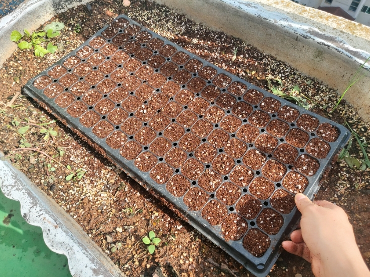 [텃밭 가꾸기] 고깔양배추 가을재배를 위해 8월말에 씨앗파종을 해봤습니다
