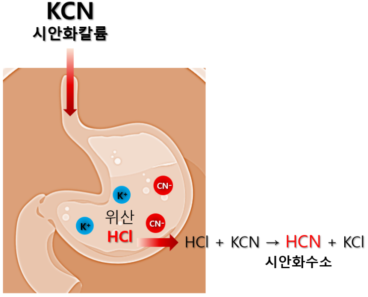 독극물 시안화칼륨(KCN)은 왜 인체에 치명적일까?