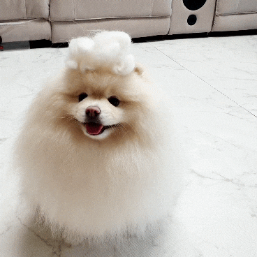  포메라니안 털관리 기본만 지키면 풀콧도 어렵지 않아요