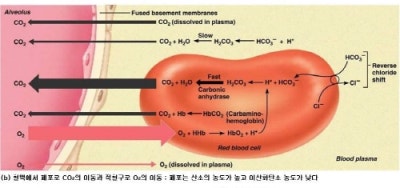 VBGA 검사의 임상적 의미 (Venous Blood Gas Analysis, ABGA와 VBGA) : 네이버 블로그