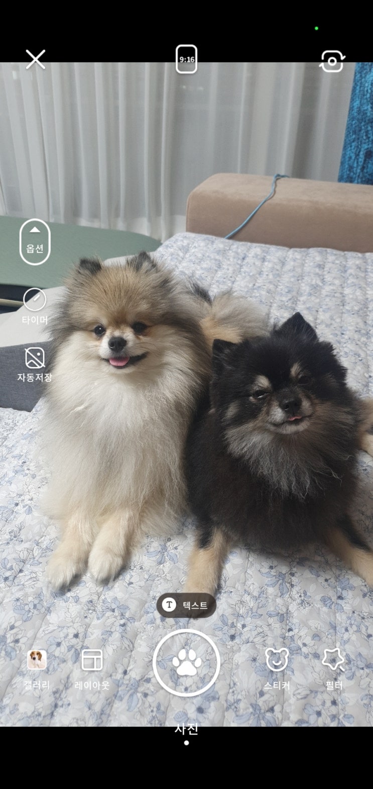  사랑스러운 우리 강아지사진 앨범 보관 펫다이어리 어플 스몰스 사용기