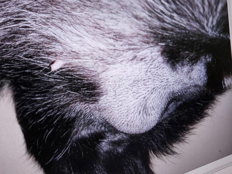 강아지 종양 FNA 검사 결과 피부 지방종 수술은 꼭 해야 할까요??