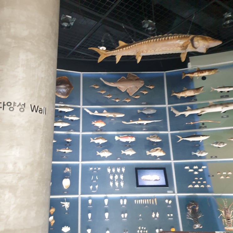  전북 아이와 가볼만한 곳. 서천 씨큐리움 ! 국립 해양생물자원관 다녀왔어요~^^