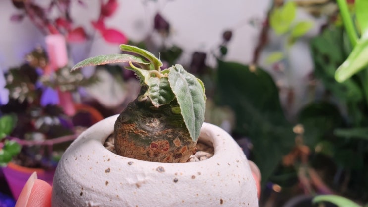  식물키우기 아프리카식물 도르스테니아 포에티다 꽃 희귀식물 How to Grow Dorstenia foetida