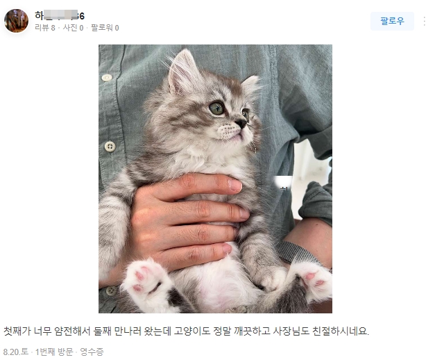  둘째냥이로 새 가족에게 :) 천안불당동고양이분양