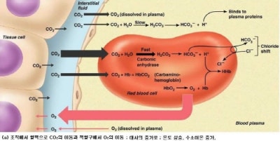 VBGA 검사의 임상적 의미 (Venous Blood Gas Analysis, ABGA와 VBGA) : 네이버 블로그