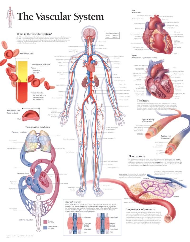 VBGA 검사의 임상적 의미 (Venous Blood Gas Analysis, ABGA와 VBGA) : 네이버 블로그