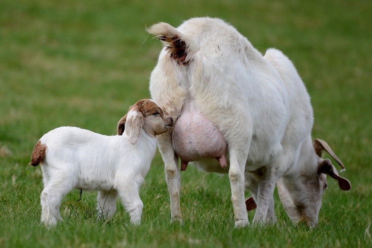  산양유(Goat Milk)