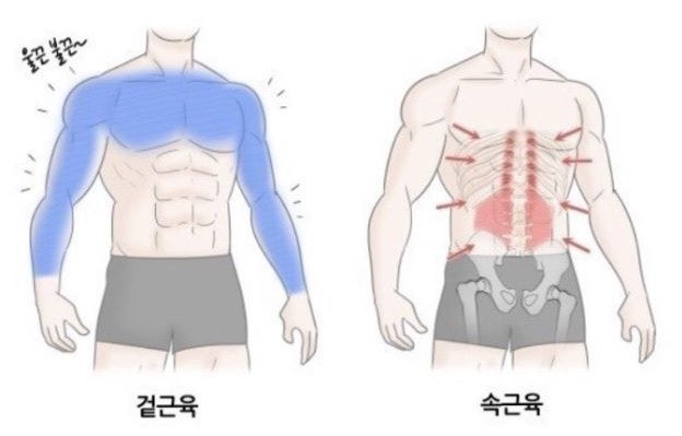 겉근육vs속근육 무엇이 더 중요할까? : 네이버 블로그