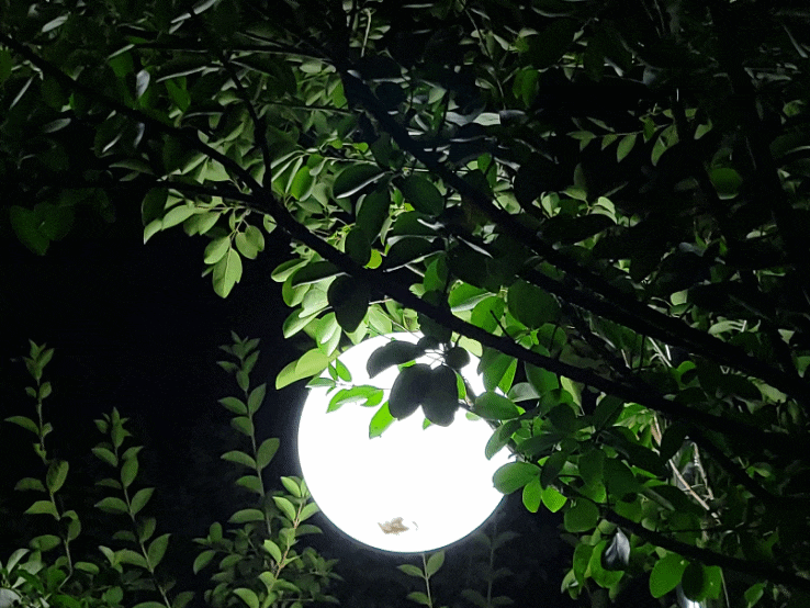  이사 (시, 김광섭) 인생에 관한 시