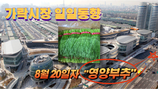  [경매사 일일보고] 가락시장 8월 20일자 "영양부추" 경매동향을 살펴보겠습니다!