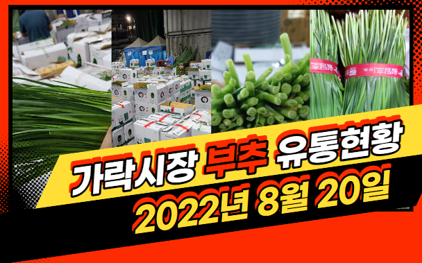  [경매사 일일보고] 8월 20일자 가락시장 "부추" 경매동향을 살펴보겠습니다!