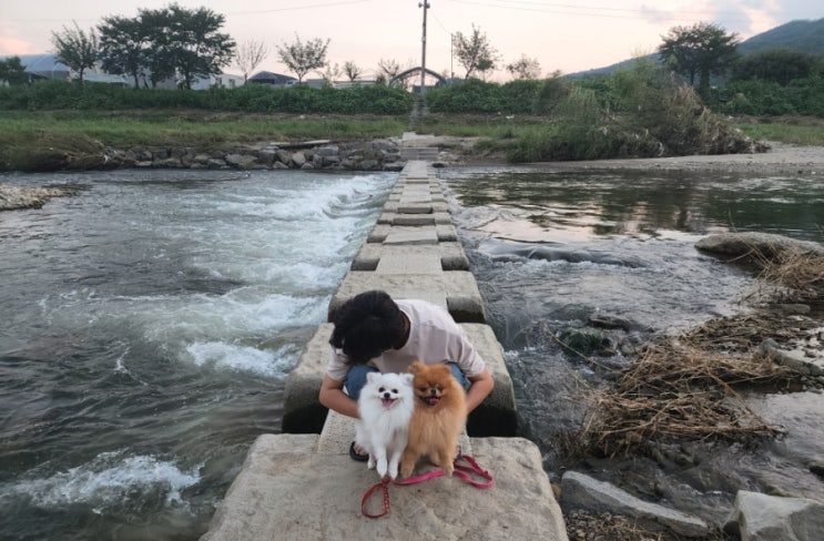  비가 덜 오니까 강아지들 산책 자주할 수 있어서 행복