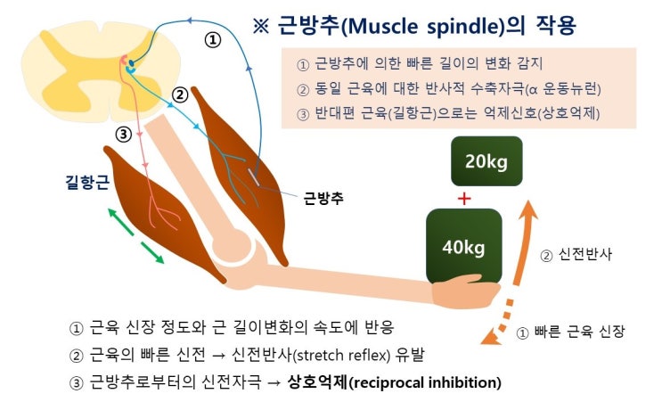  고유수용기(근방추, 골지건 기관)의 작용원리(1), 신전반사(stretch reflex), 상호억제, 자가억제란?