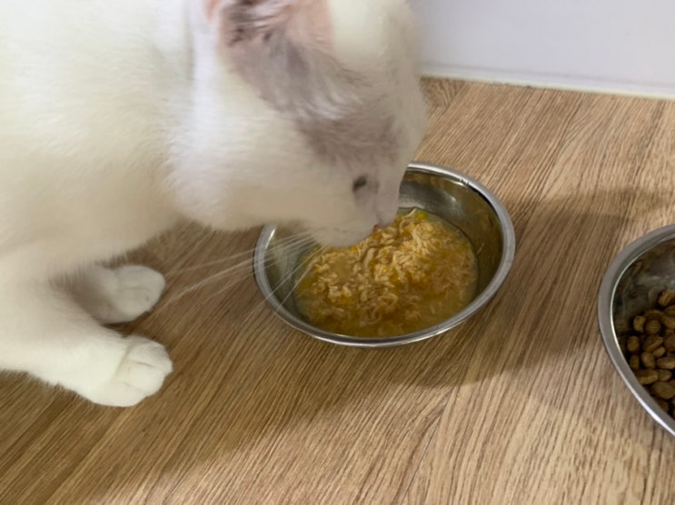  고양이 습식캔 알모네이처 주식캔