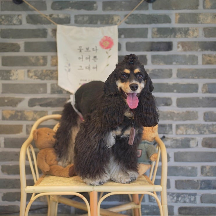  동두천 애견카페 오도독 , 친정집 올때마다 가는 단골집!