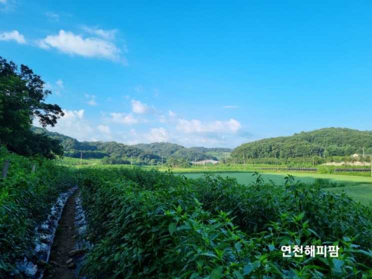  꽈리고추 홍고추 수확