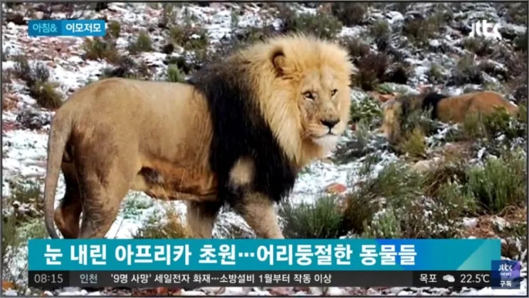  [지구온난화]아프리카 폭설, 인도 폭우 발생] 세계 기상이변, 이상기후