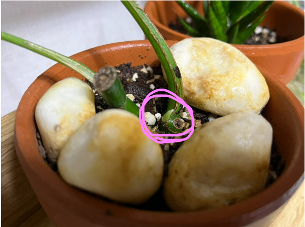  히메 몬스테라 가지치기(번식) 후 모체에서 첫 잎 나왔어요.