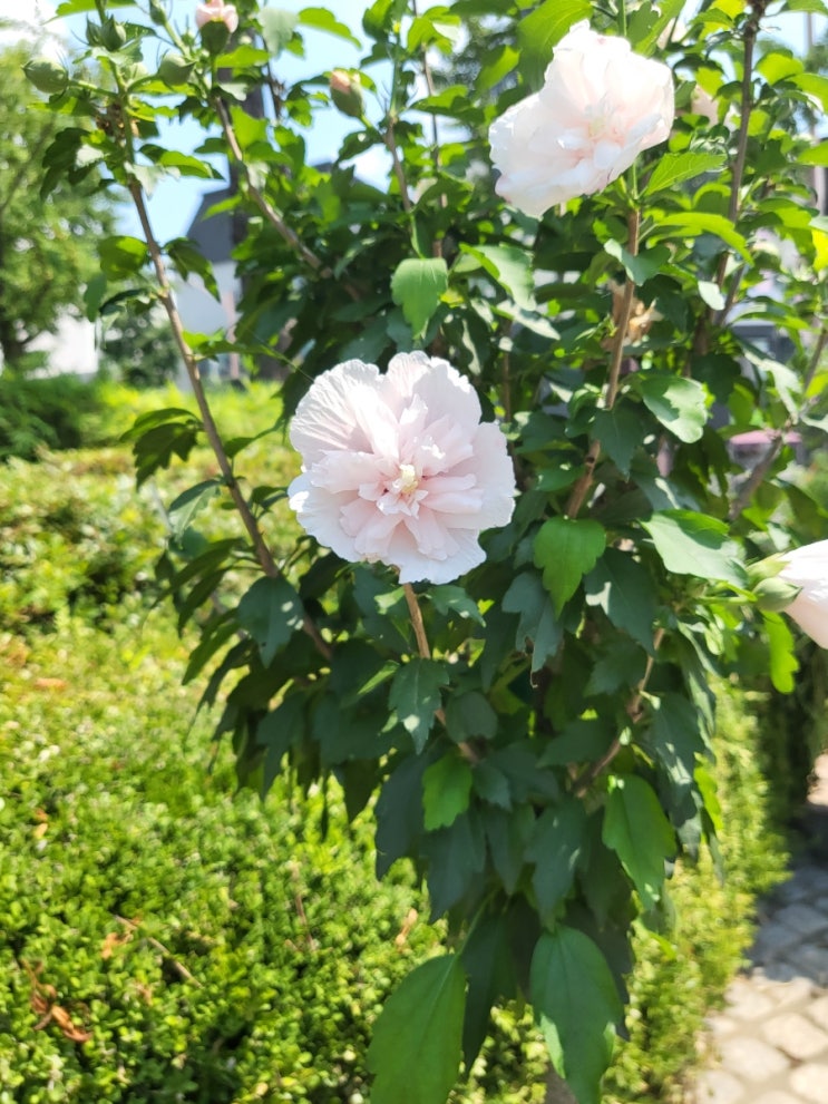  삼덕공원 무궁화 전시회(with 다양한 무궁화, 겹꽃 무궁화) 그리고 노랑무궁화 황근에 대해..