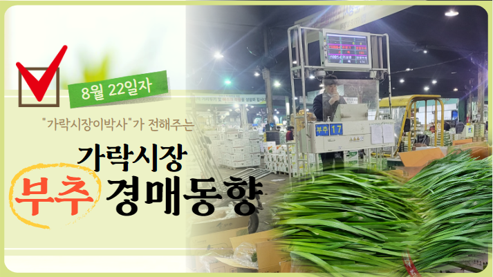[경매사 일일보고] 8월 22일자 가락시장 "부추" 경매동향을 살펴보겠습니다!