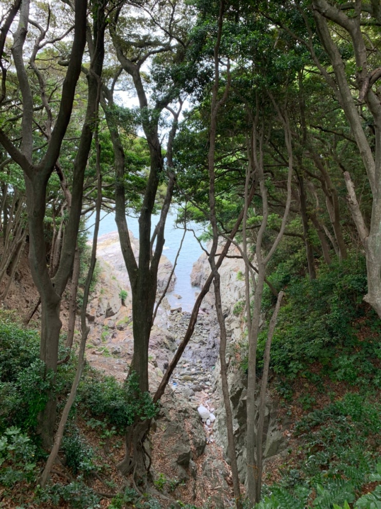  [전남/여수] 가볍게 산책하기 좋은 곳, 오동도