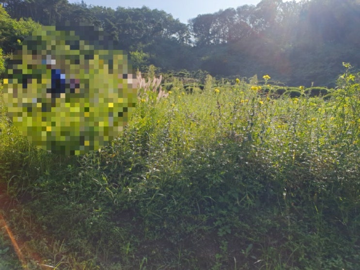  2022년 구미시 고아읍 대망리 산95 구미벌초 고아벌초 김천벌초 벌초대행 추석벌초 고인돌장묘개발 #성주벌초 #거창벌초