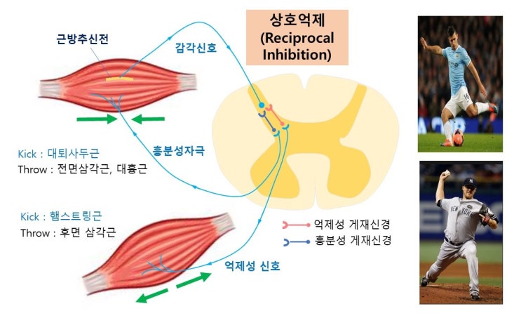  근력훈련과 고유수용기(muscle spindle, Golgi tendon organ)의 상호억제와 자가억제, 속도-운동패턴 효율성