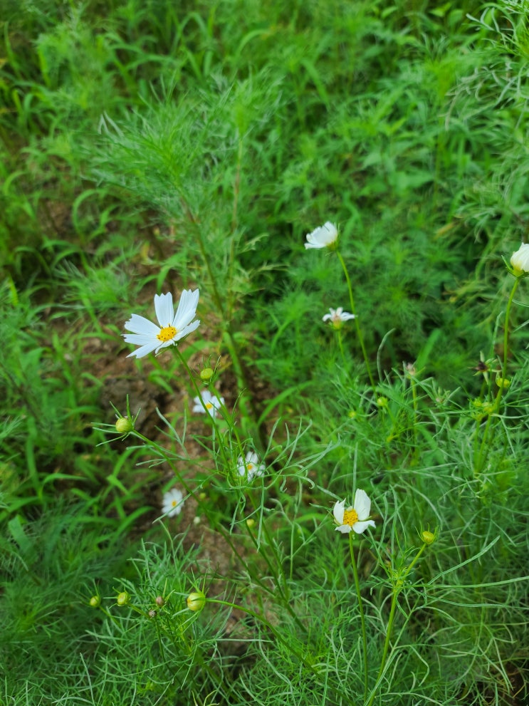 산책기록 8월 3주 산책기록 8월 3주