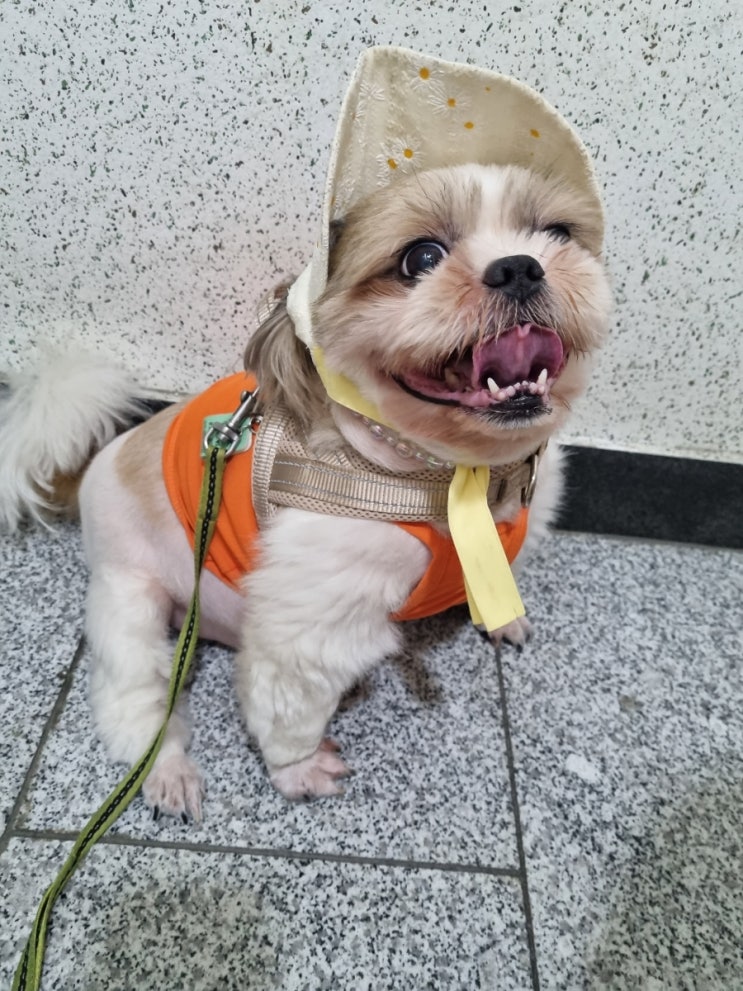  시츄에이션 외출 강추제품 간단하게 착용가능해서 편리한  멍템앞섬방지하네스 후기