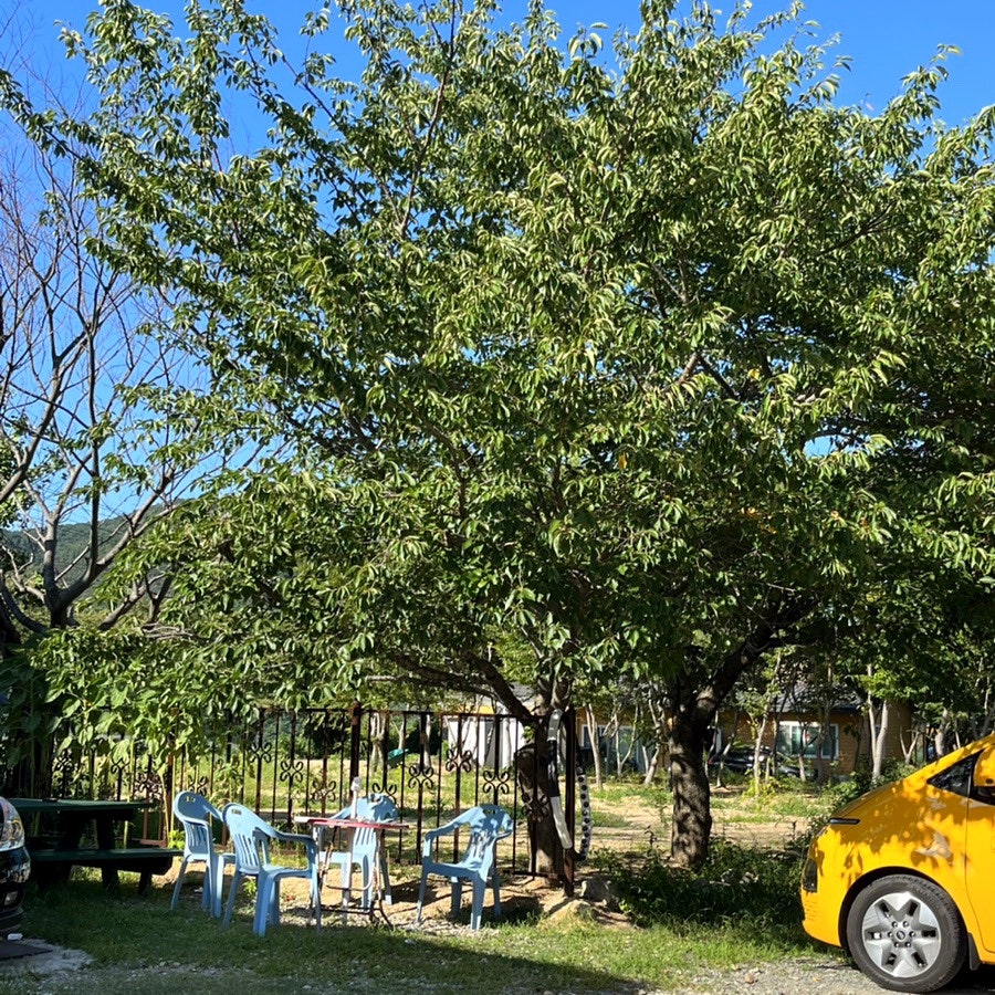 옹심이메밀칼국수 기장점 사진 3