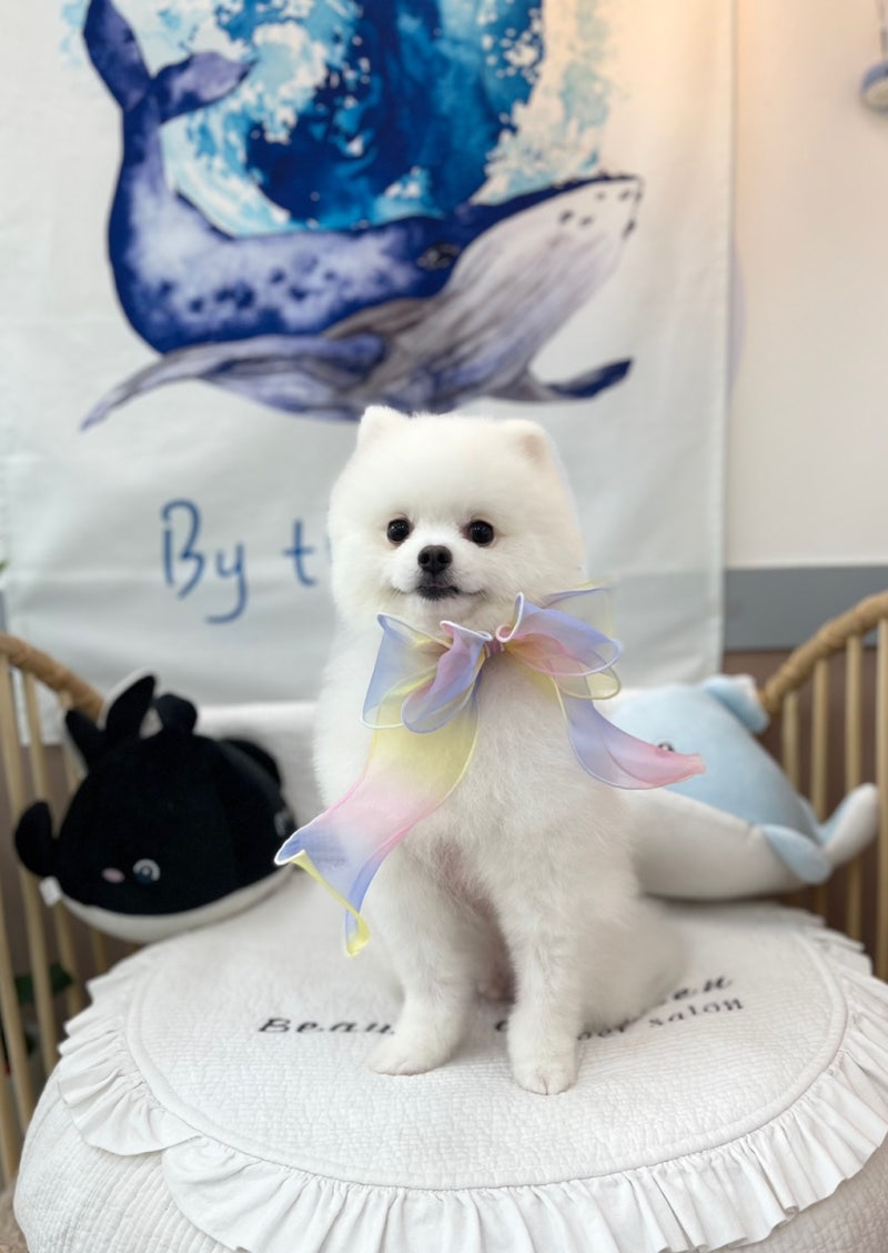 Paldal -Gu AE Beauty & Hotel Sugardogsalon 250301 1