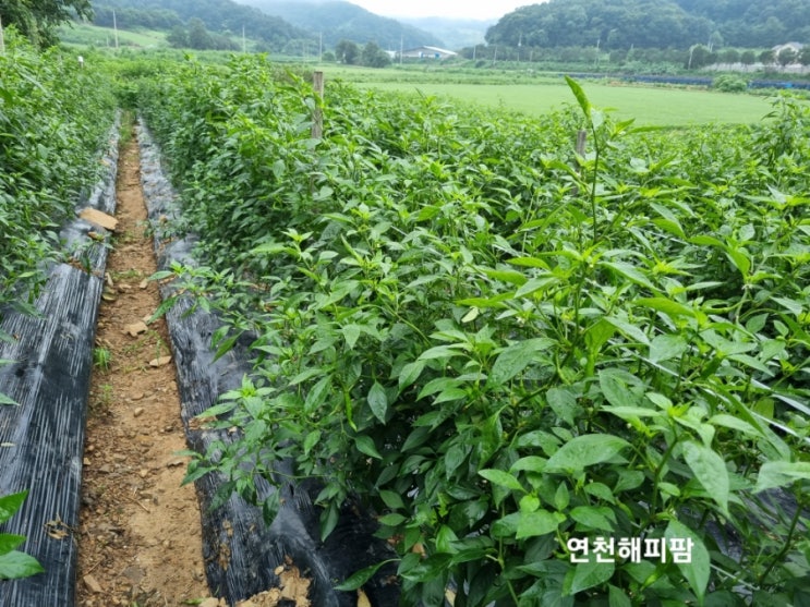  연천 노지 꽈리 청양 홍고추 수확