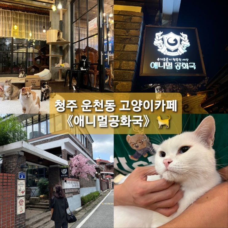  《애니멀공화국》 청주 운천동 고양이카페 다녀온 후기 웨이팅 적은 시간대,주말웨이팅