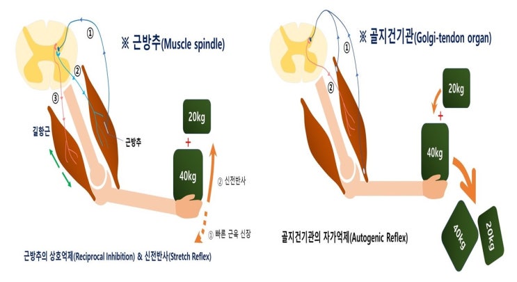  PNF 스트레칭(고유수용성신경근촉진 스트레칭) 원리, Contract-Relax기법과 Hold-Relax 길항근수축기법