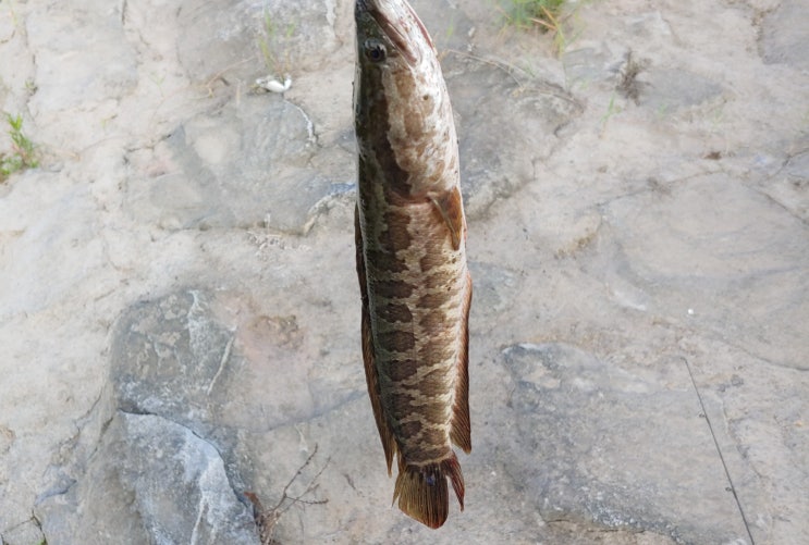  민물고기(가물치, 갈겨니) 낚시, 탐어