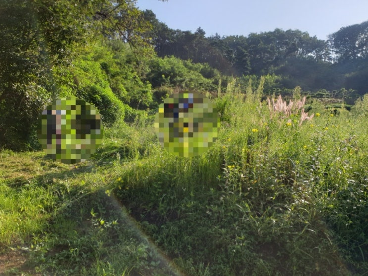  2022년 구미시 고아읍 대망리 산95 구미벌초 선산벌초 고아벌초 김천벌초   김천고인돌장의사 벌초대행 추석벌초
