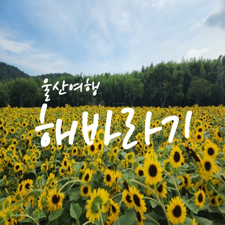  울산 여행 해바라기와 맥문동