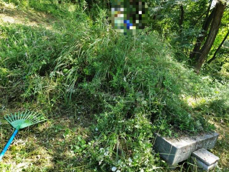  2022년 문경시 윤직동1길 13-9 문경벌초 윤직동벌초 김천벌초 벌초대행 추석벌초 고인돌장묘개발 #상주벌초 #문경벌초