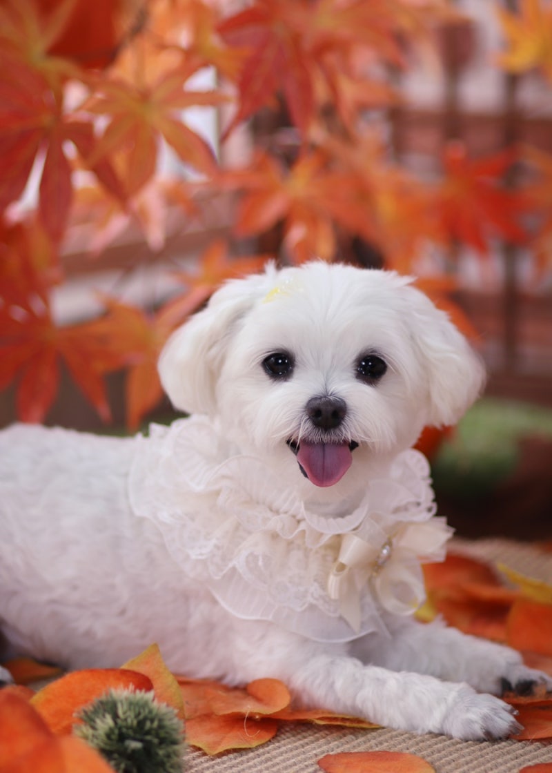 펫더제인｜반려동물스튜디오｜ 말티즈 '겨루'