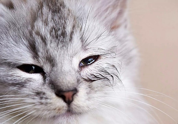 고양이의 일반적인 눈 문제 : 고양이 안구 질환